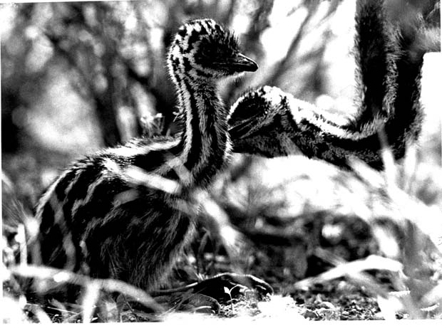 Emus