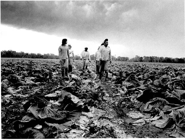 Farm Labour
