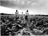 Farm Labour