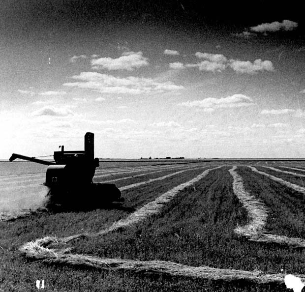 Farm Scenes