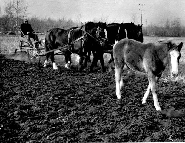 Farm Scenes