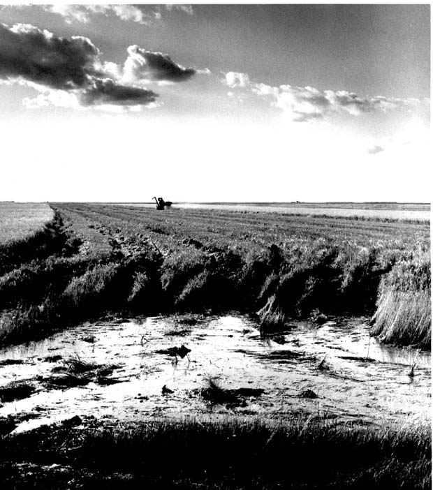 Farm Scenes