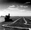 Farm Scenes