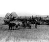Farm Scenes