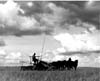 Farm Scenes