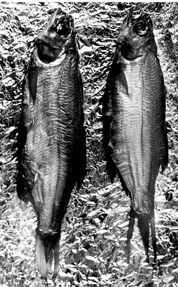 Fishing