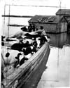 Floods 1950