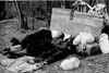 Floods 1950