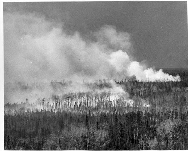 Forest Fires