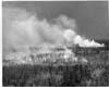 Forest Fires