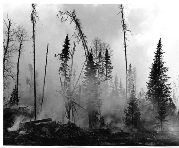 Forest Fires