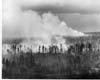 Forest Fires