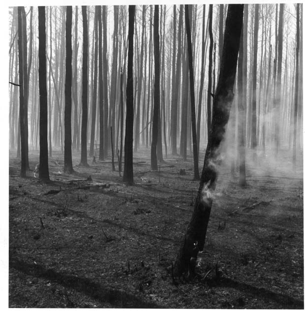 Forest Fires