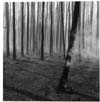 Forest Fires