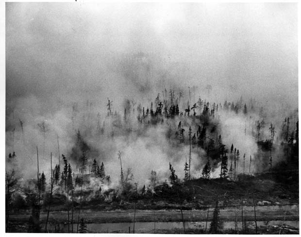 Forest Fires