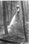 Forest Fires
