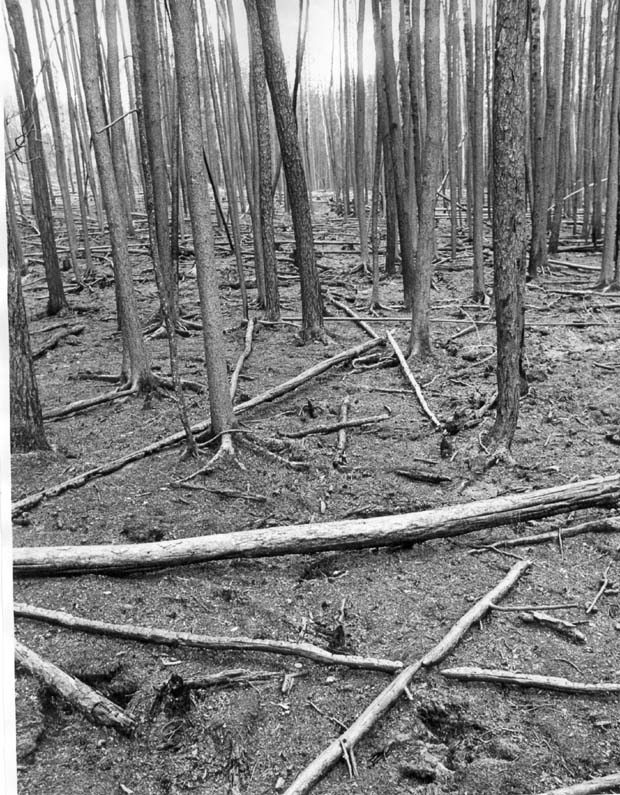 Forest Fires