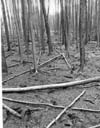 Forest Fires