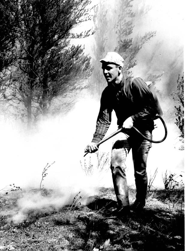 Forest Fires 1948-1980