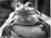 Frogs
