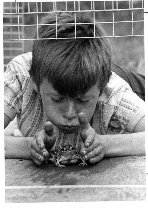 Frogs
