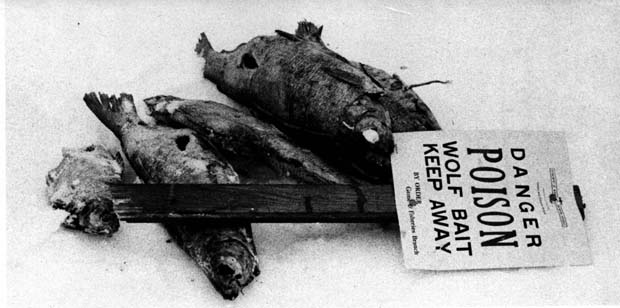 Fur and Trapping