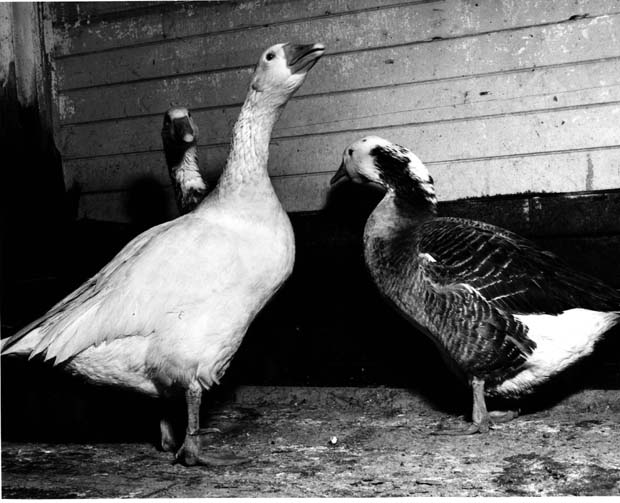 Geese