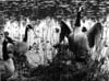 Geese