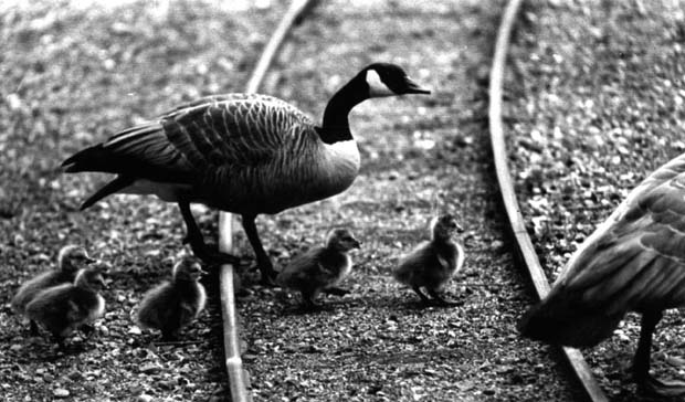 Geese