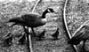Geese