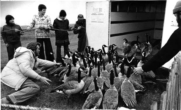 Geese