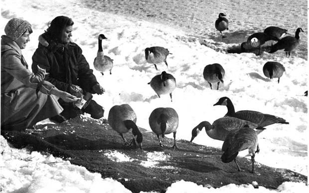Geese