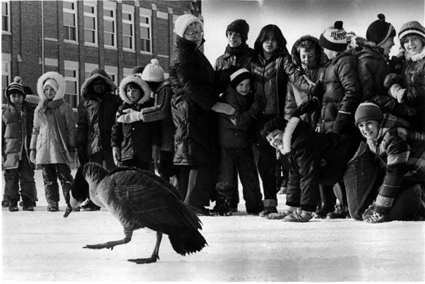 Geese