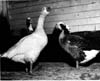 Geese