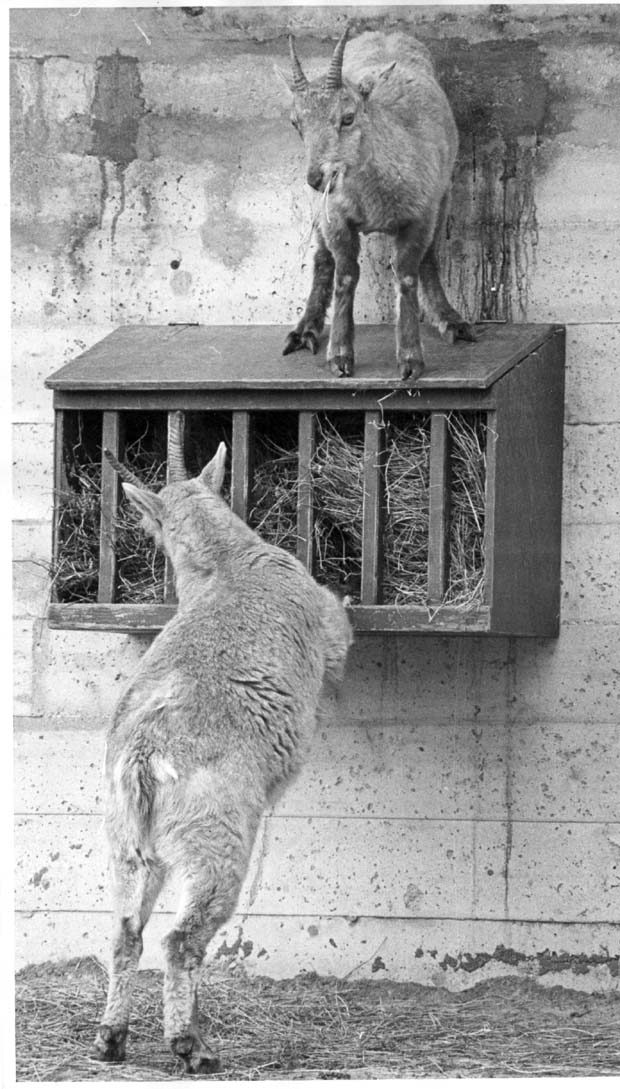 Goats