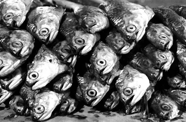 Goldeye