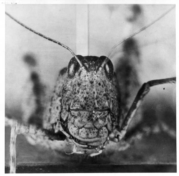 Grasshoppers