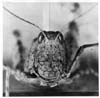 Grasshoppers
