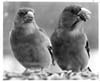 Grosbeak Birds