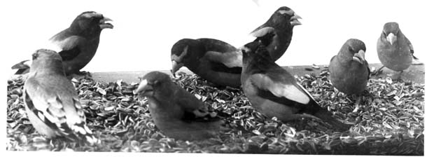 Grosbeak Birds