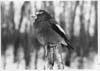 Grosbeak Birds