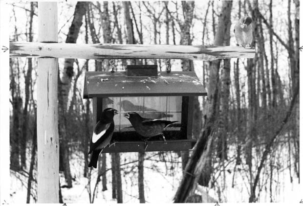 Grosbeak Birds