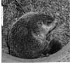 Groundhogs