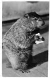 Groundhogs