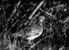 Grouse (Birds)