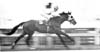 Horse Racing