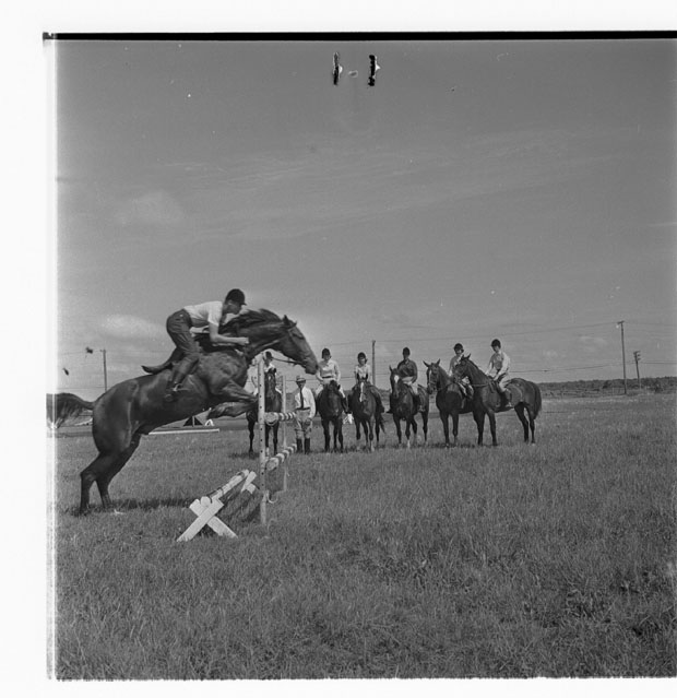 Horses