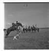 Horses