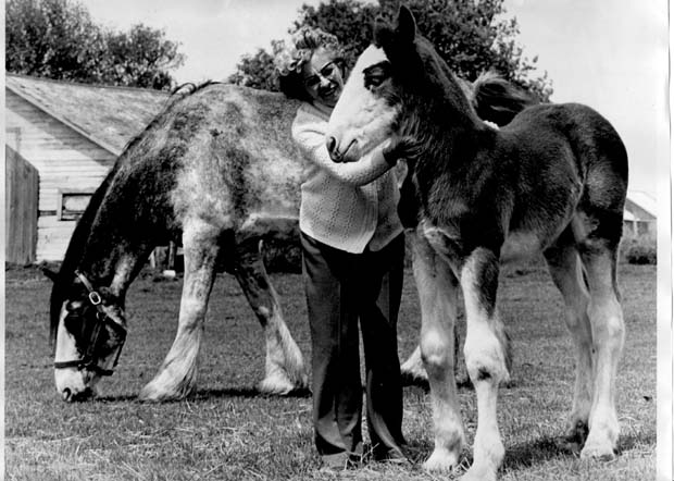 Horses