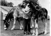 Horses